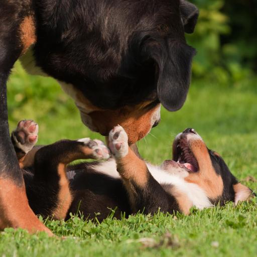 Kinderfrage: Warum lachen wir, wenn wir gekitzelt werden? - Kitzeln - Vertrauen ist alles!