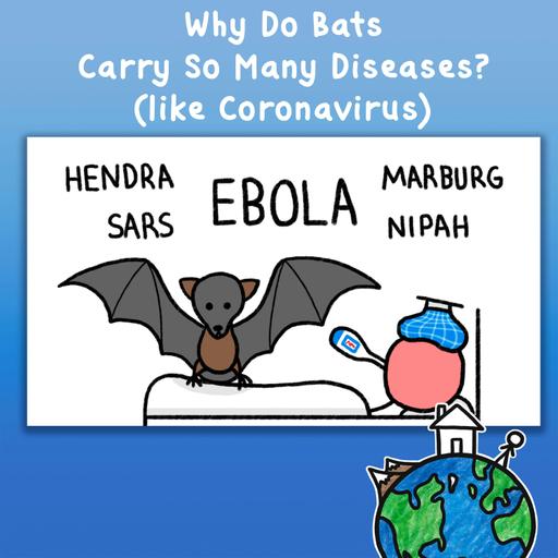 Why Do Bats Carry So Many Diseases? (like Coronavirus)