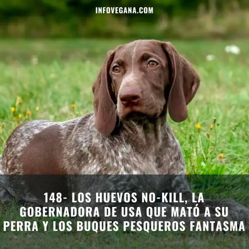 148- LOS HUEVOS NO-KILL, LA GOBERNADORA DE USA QUE MATÓ A SU PERRA Y LOS BUQUES PESQUEROS FANTASMA | Infovegana