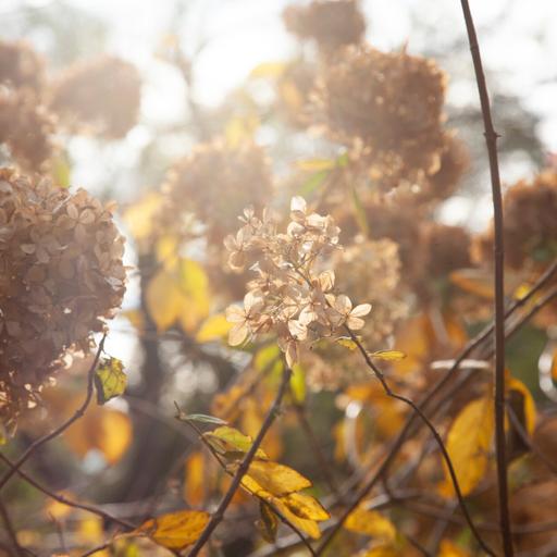 Storing soil, cleaning tomato cages and protecting hydrangeas to prep for winter