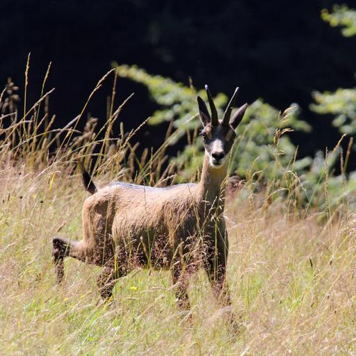 Chasse 2/5 - La mort en face