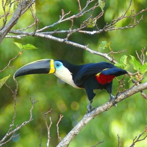 Toucan – Tropical Icon