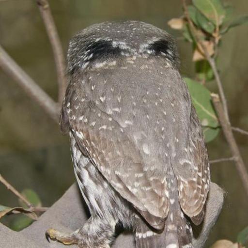 Pygmy-Owls' False Eyes