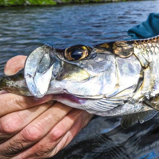 Winter Tarpon | Micro Poon Tactics