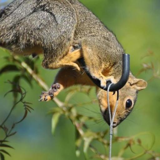 BirdNoir: The Squirrel Mafia