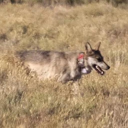 S3E34: Hope the Mexican Wolf: A Tale of Survival and Loss in Northern Arizona