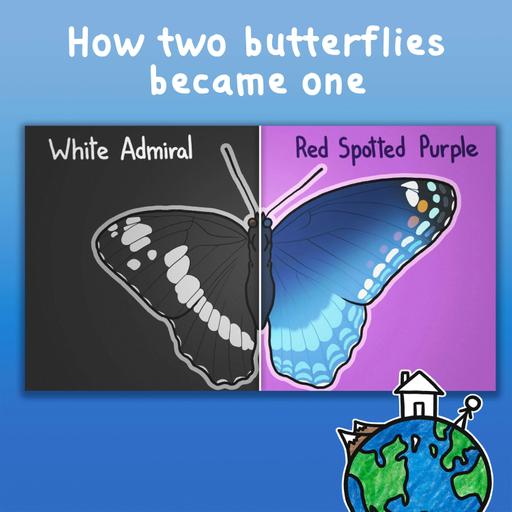 How two butterflies became one