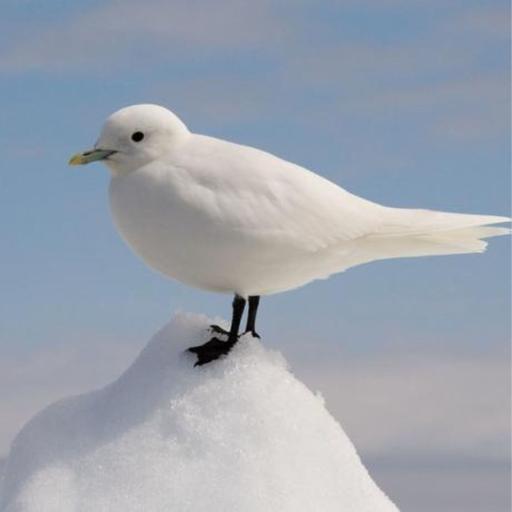 Ivory Gull and Conservation