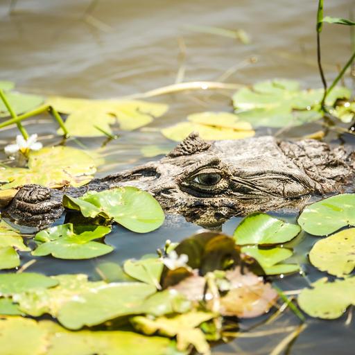 Kaimane in Brasilien - Biologe Ricardo Freitas: der Crocodile Dundee von Rio