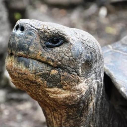 Ep. 69 - Rewilding Floreana (with Fundación Jocotoco)