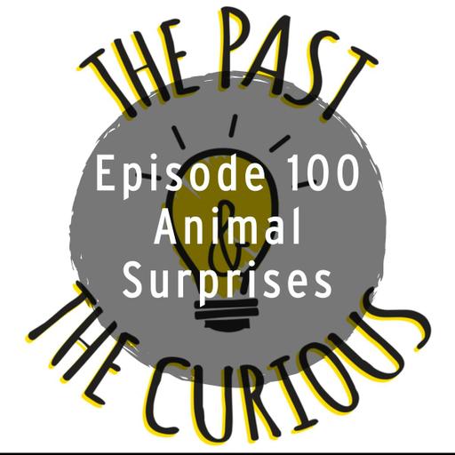 Animal Surprises