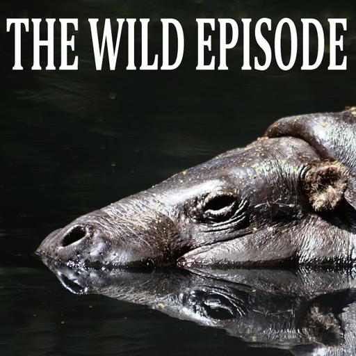 Pygmy Hippo : The Hippo in the Zoo