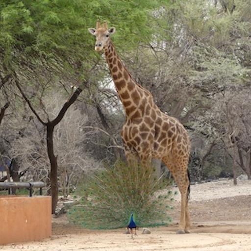 Namibian Road Trip