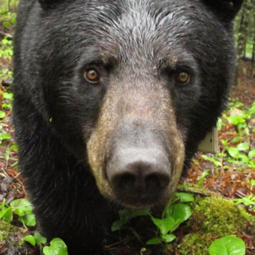 Bears Podcast for Kids