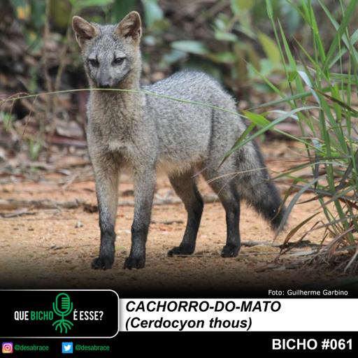 #vAPODN: cachorro-do-mato (Cerdocyon thous)