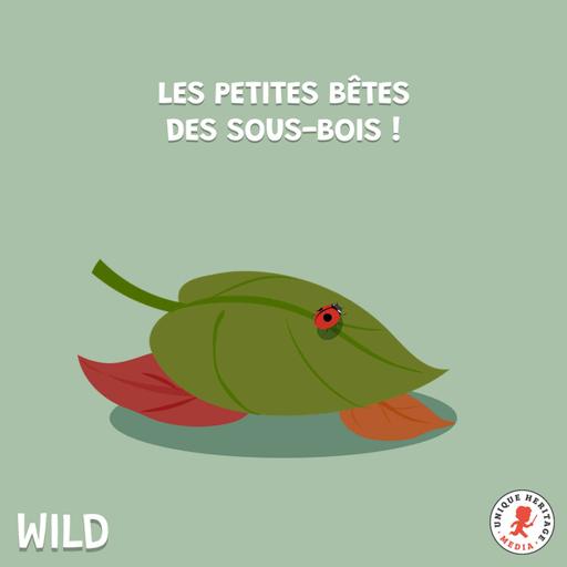 Les petites bêtes des sous-bois (2/2)