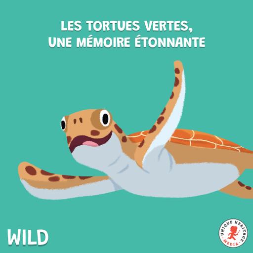 Les Tortues vertes, une mémoire étonnante !
