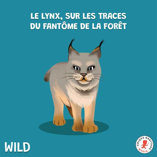 Le Lynx, sur les traces du fantôme de la forêt (Partie 1)
