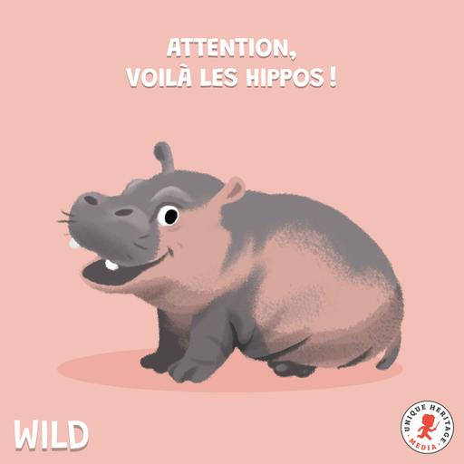 Attention, voilà les Hippos !