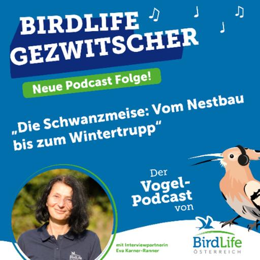 78. Die Schwanzmeise: Vom Nestbau bis zum Wintertrupp