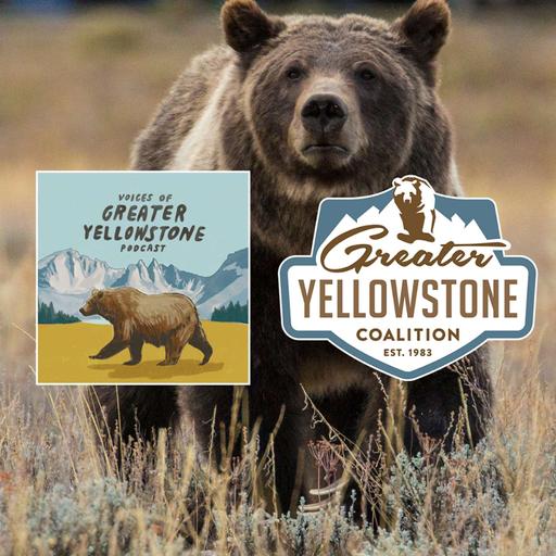The Past, Present, and Future of Grizzly Bear Conservation