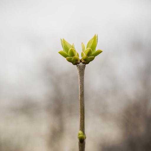 Warum sind die Blätter an Jungtrieben heller?