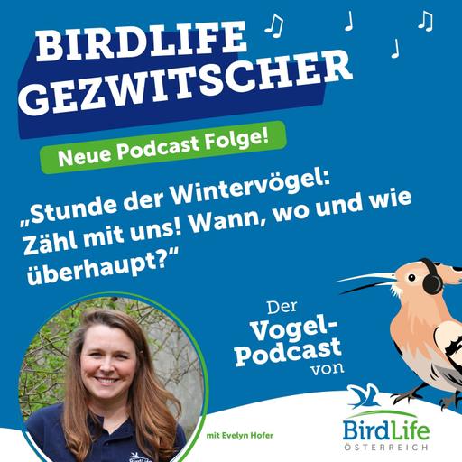 79. Stunde der Wintervögel: Zähl mit uns! Wann, wo und wie überhaupt?