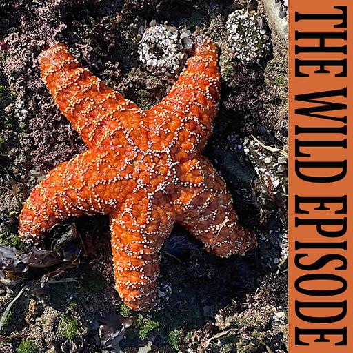 Ochre Sea Star : The Keystone Experiment