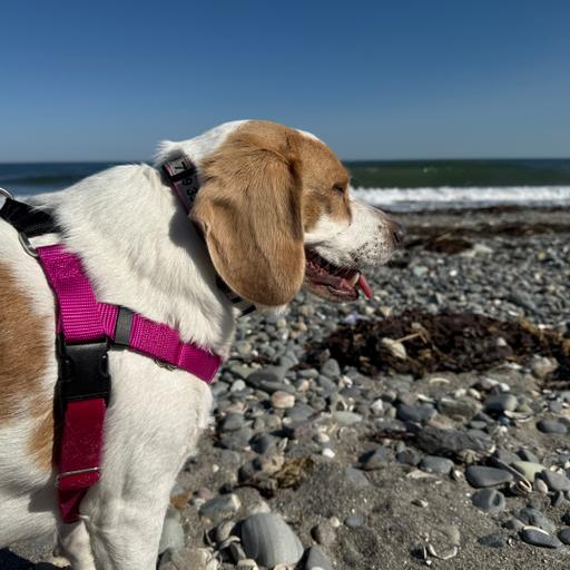 Fdip386: Aggiornamento