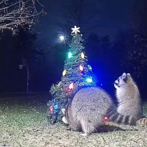 Podcast 298c - Operation Raccoon Part 3: The Big Score