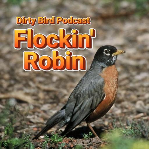 Episode 72: Flockin' Robin (American Robin)