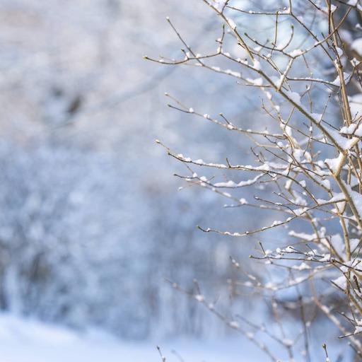 Lyssna ikapp på Vinter i P1