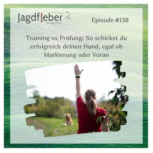 P158: Training vs Prüfung: So schickst du erfolgreich deinen Hund, egal ob Markierung oder Voran