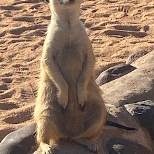 Meerkat Anticipation
