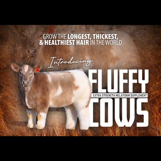 #321 : Fluffy Cows Melatonin Supplement : Information Podcast