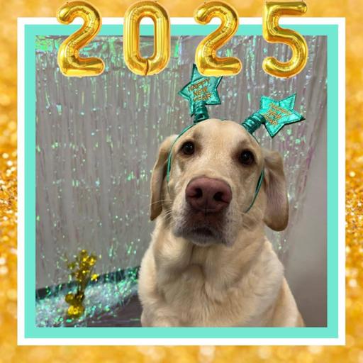 Top 5 Pet Resolutions