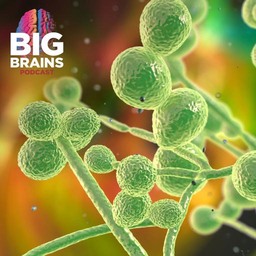 Could A Fungal Pandemic Be “The Last of Us?", with Arturo Casadevall
