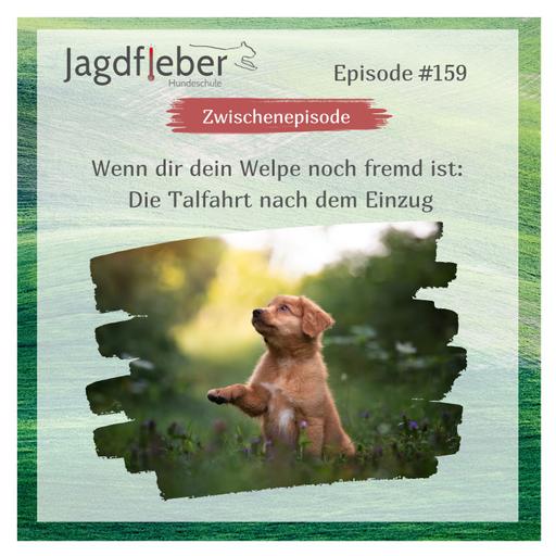 P159: Wenn dir dein Welpe noch fremd ist: Die Talfahrt nach dem Einzug