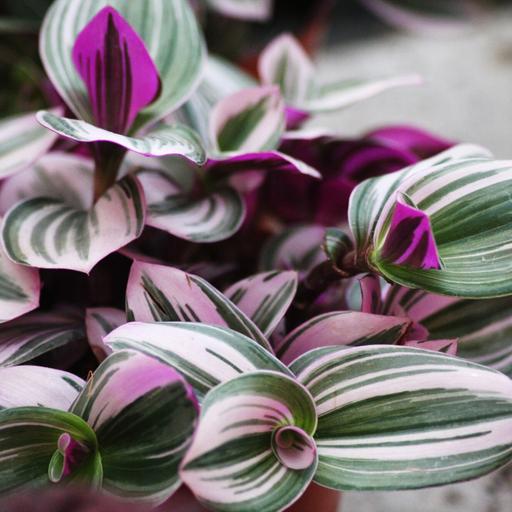 Not your grandma's Tradescantia: Some old-timey houseplants get a facelift