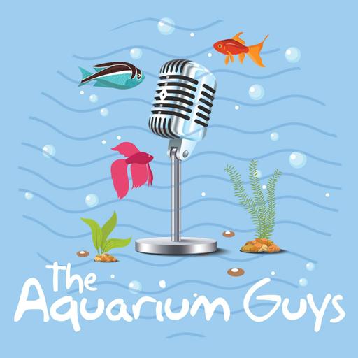 #113 – Fan Questions 6