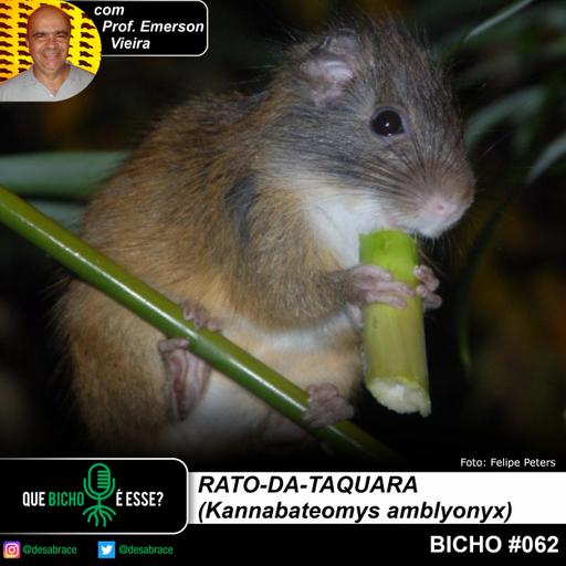 #vAPODN: rato-da-taquara (Kannabateomys amblyonyx)