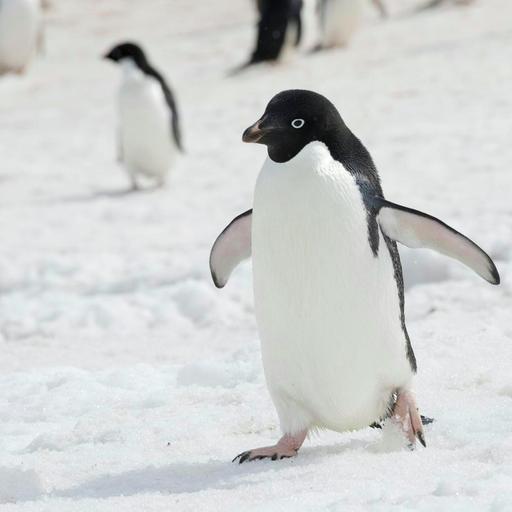 A harsh life among ‘super over-caffeinated’ penguins (reprise)