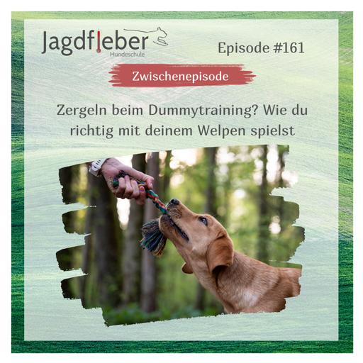 P161: Zergeln beim Dummytraining? Wie du richtig mit deinem Welpen spielst