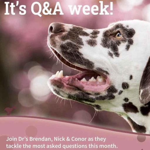 Q&A