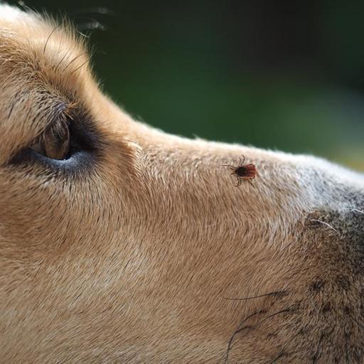 Ticks are far more than just a nuisance to your dog