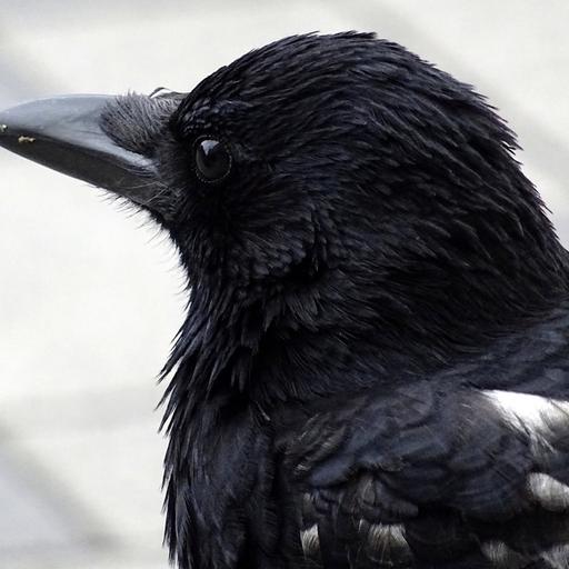 Crows - Part I - Everything We Know