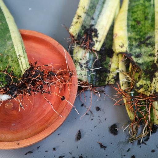 Find a pal who can propagate houseplants and fill your home with free greenery