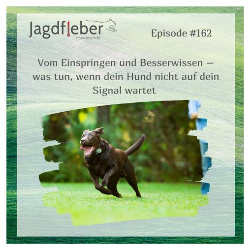 P162: Vom Einspringen und Besserwissen – was tun, wenn dein Hund nicht auf dein Signal wartet