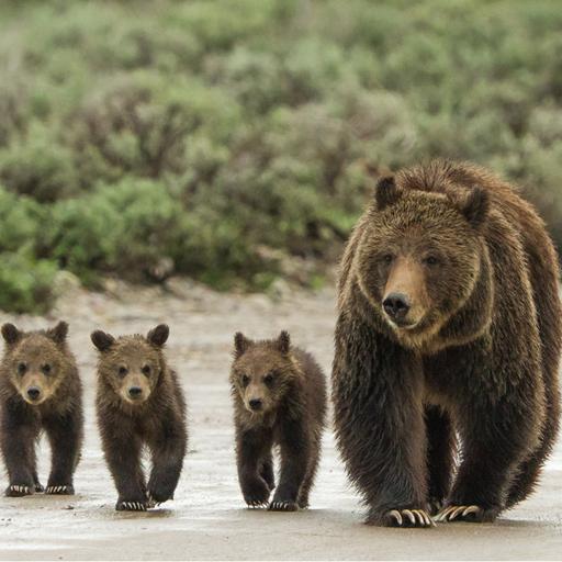 Tom Mangelsen: Grizzy 399 and confessions of a wildlife photographer