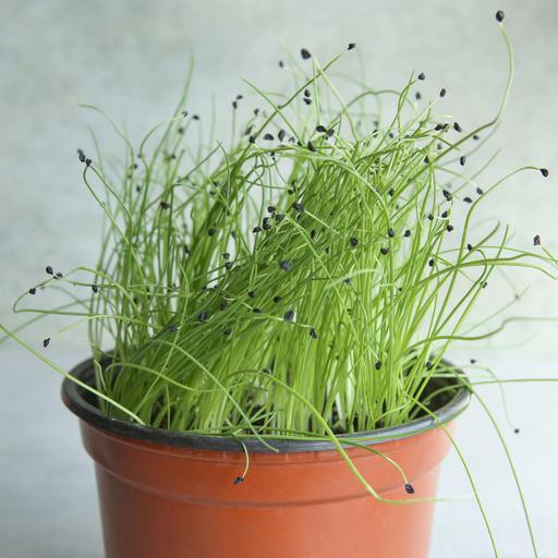 Start leek seeds indoors, check overwintering tubers and be ready for spring